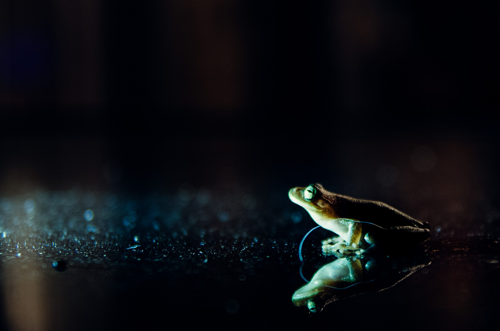 světlo, UMĚNÍ, zvěř, noc, fotografování, pentax, bokeh, žába, Tamron, ricoh, k5ii