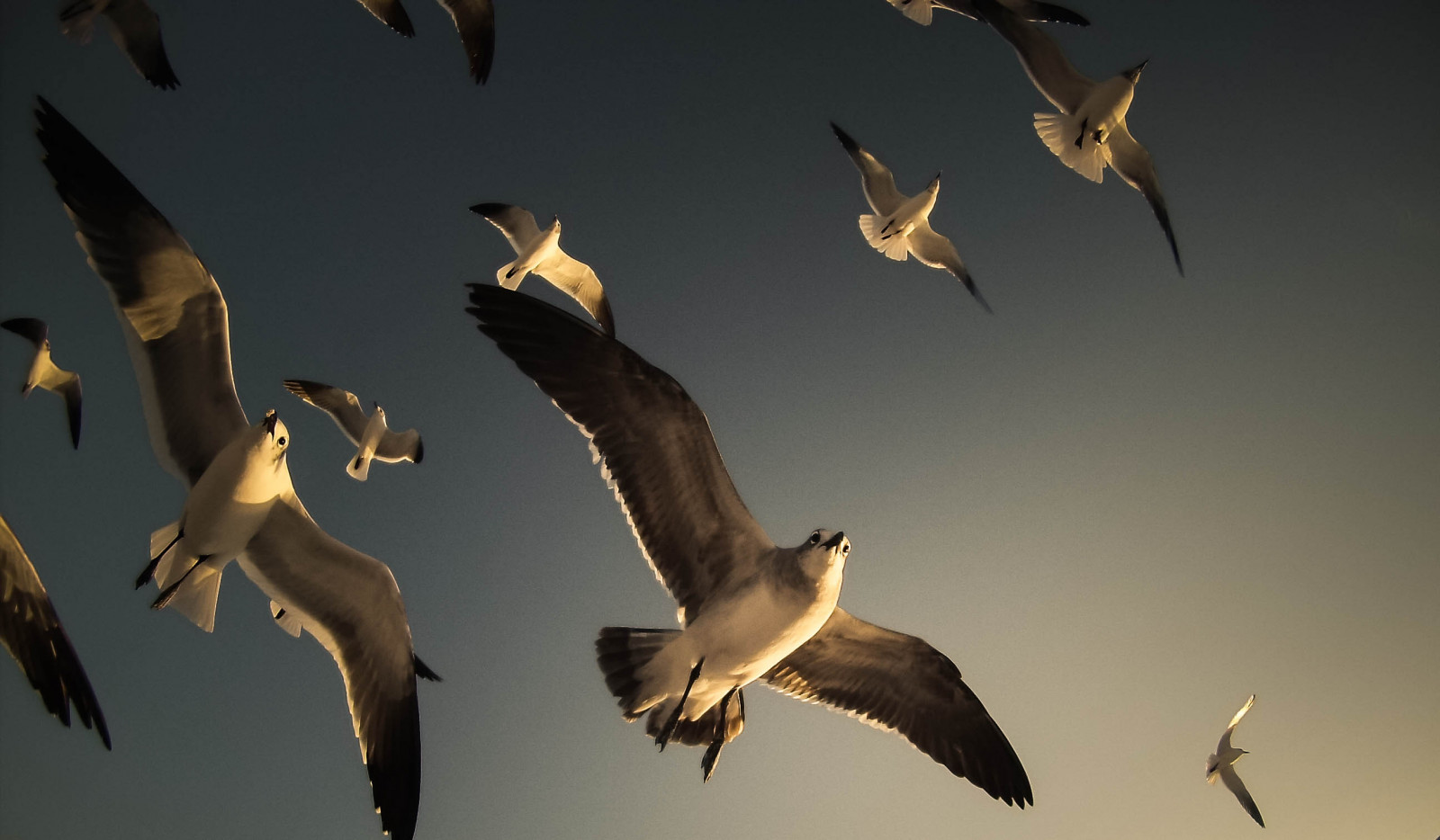 pták, fauna, mořský pták, zobák, nebe, Volně žijících živočichů, racek stříbřitý, shorebird, křídlo, migrace zvířat, migrace ptáků, stádo, suliformes, Gannet, racek, Charadriiformes, Pírko