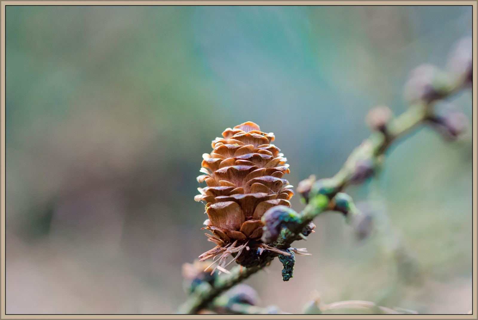 les, Příroda, fotografování, dřevo, makro, větev, hmyz, zelená, kouzlo, Nikon, holandský, Holandsko, výstřel, Včela, Krásná, strom, list, flickr, květ, zavřít, Pohled, nahoru, krása, fotografie, flóra, pěkný, Báječné, výložník, nejlepší, skvělý, půvabný, foto, obraz, ngc, perfektní, ohromující, fantastický, nederland, fauna, vynikající, neuvěřitelný, D5100, bos, zblízka, makro fotografie, bezobratlý, membrána okřídlený hmyz, včelí med, nádherný, Haps, erikhaps, fraai, Larix