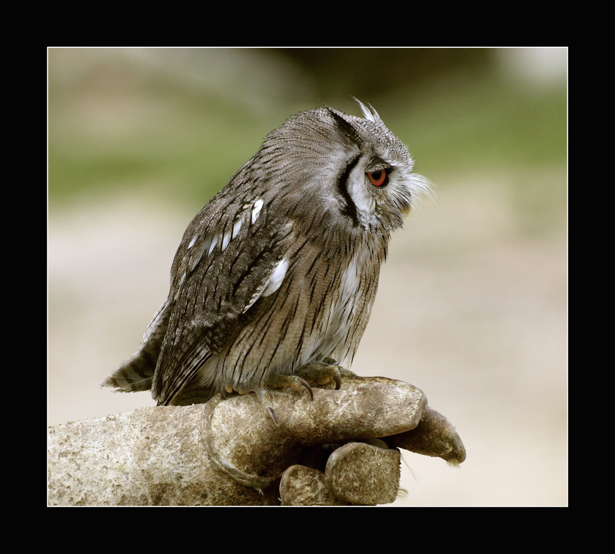 Volně žijících živočichů, dravý pták, sova, Francie, serenáda, zobák, Olympus, zámek, Provence, Marseille, hibou, E3, pták, málo, mygearandme, de, Pírko, chlívek, 70300, fauna, hezký snímek, du, dazur, alpes, organismus, Rhone, chouette, bouche, rapace, Baux, Insomnie, Imsomniaque