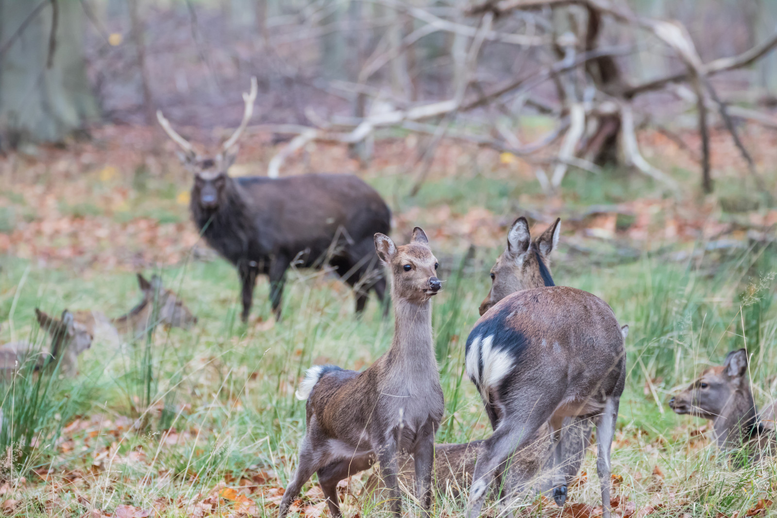 Wald, Hirsch, Park, Tierwelt, Dänemark, Chamois, Herbst, Wald, Danmark, Skog, Exif Modell canoneos760d, Geocountry, Kamera macht canon, Geocity, Kameramodell canoneos760d, Geostate, Geolocation, Exif focallength 200mm, Exif machen canon, Exif isospeed 1600, Exif Blende 50, Exif linse ef70300mmf456lisusm, Dyrehaven, J gersborg, J gersborgdyrehave, Herde, Fauna, Säugetier, Wirbeltier, Weißwedelhirsch, Weiden, Moschustier, Wasserbock