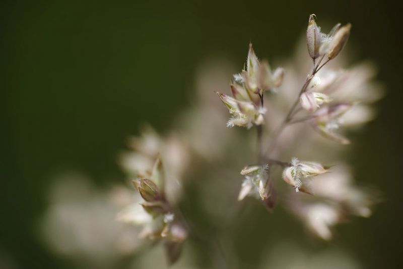la nature, les plantes, la photographie, vert, branche, fleur la nature, les plantes, la photographie, vert, branche, fleur