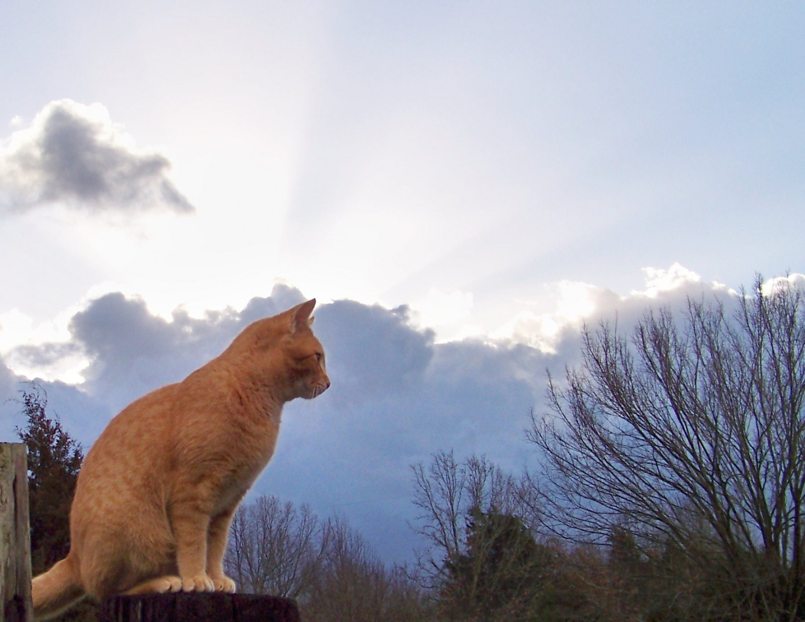 modrý, stromy, nebe, oranžový, Spojené státy americké, domácí zvíře, kočky, Domácí mazlíčci, Příroda, žlutý, mraky, kočka, svítání, zázvor, kotě, Kočkovitý, naturallight, koťata, modrá obloha, kočičky, kočkovité šelmy, sluneční paprsky, sluneční paprsky, gingercats, orangecats, naturalcolor, Žluté kočky