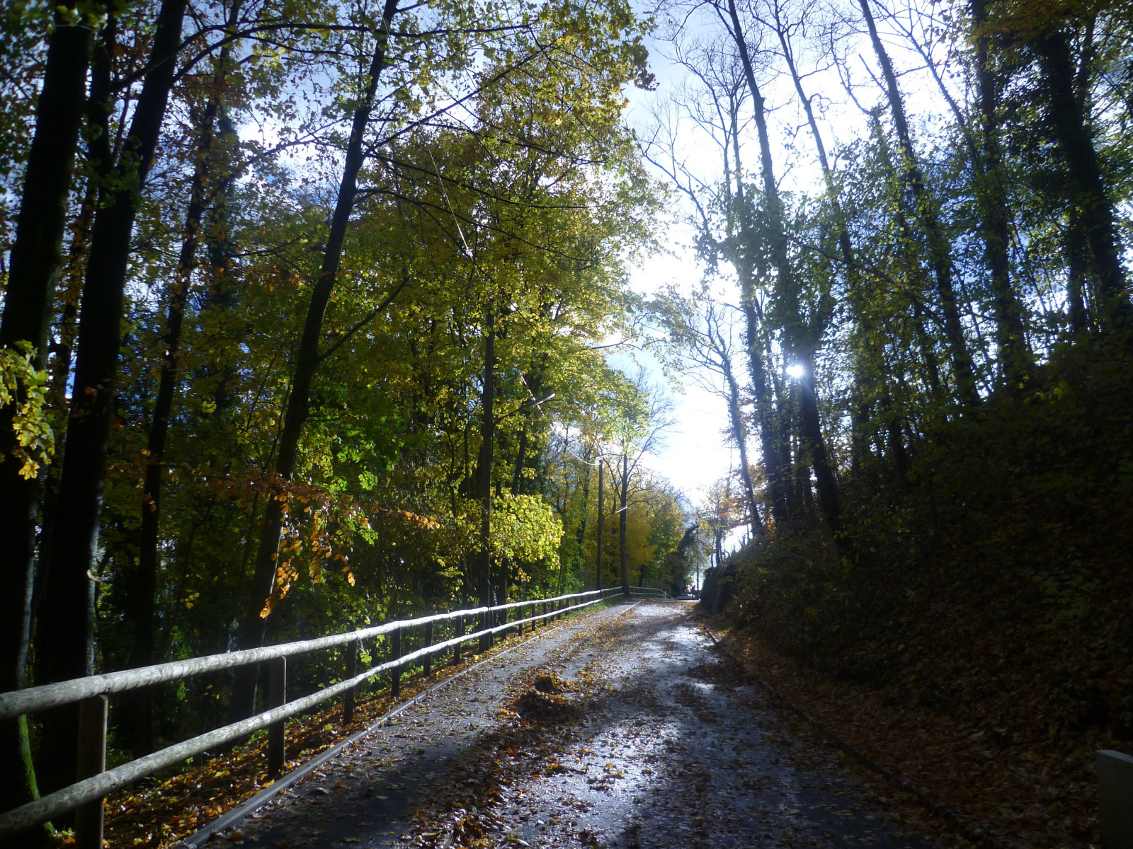 krajina, červené květy, světle zelená, les, letní