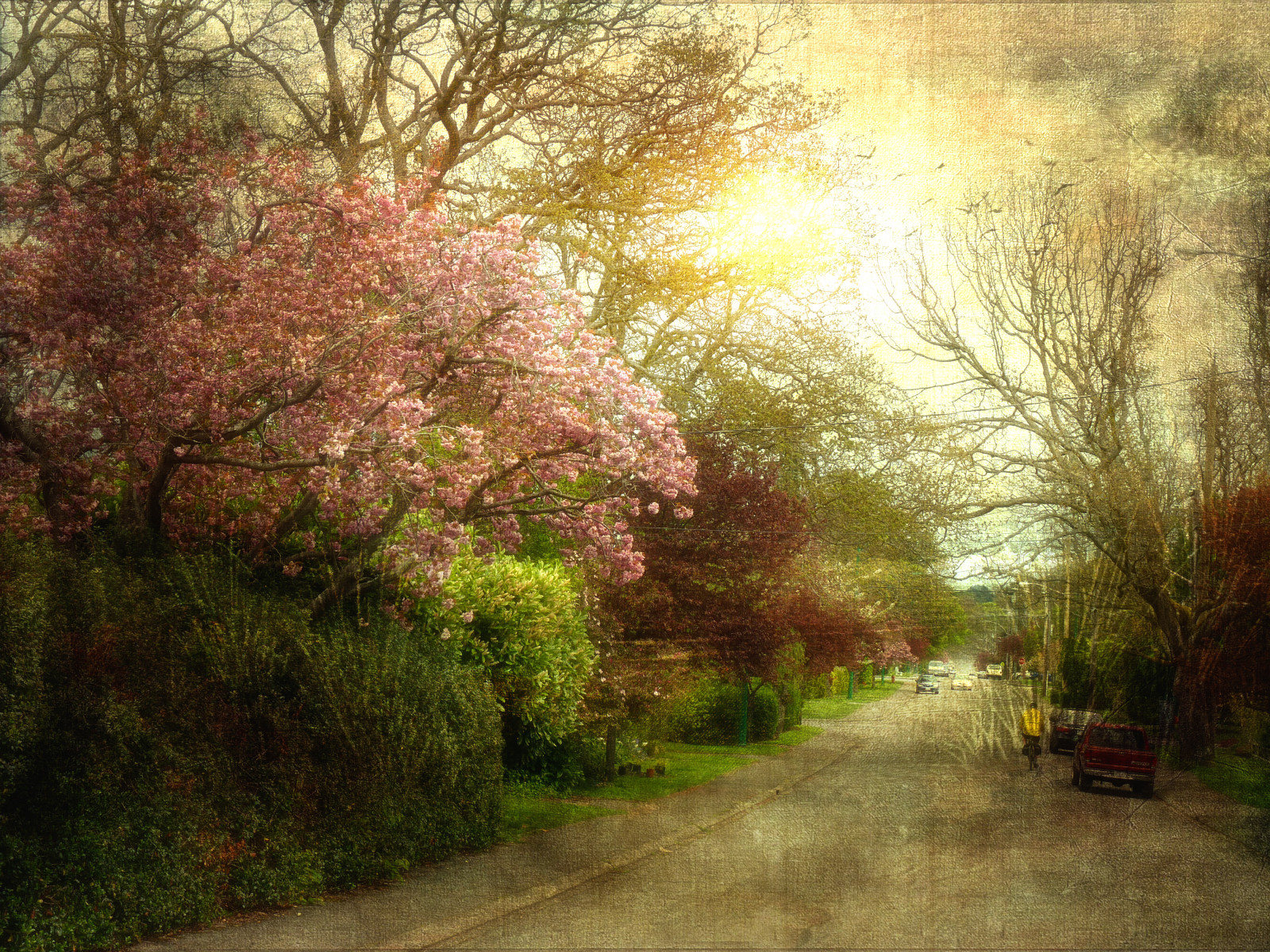 slunečnímu záření, krajina, Příroda, tráva, nebe, větev, večer, ráno, Třešňový květ, květ, cesta, jaro, duben, strom, podzim, list, rostlina, flóra, vegetace, zálesí, tatot, háj, počítač tapeta, keř, opadavý, motat, Gonzales, oakbay, Mountjoy