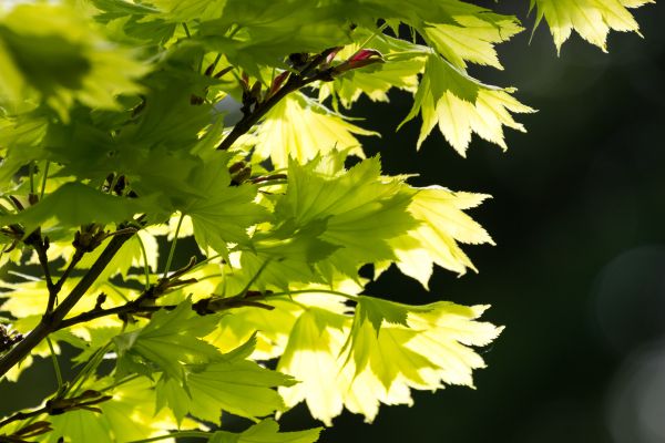 green,leaf,malmo,gron,geolocation,lov