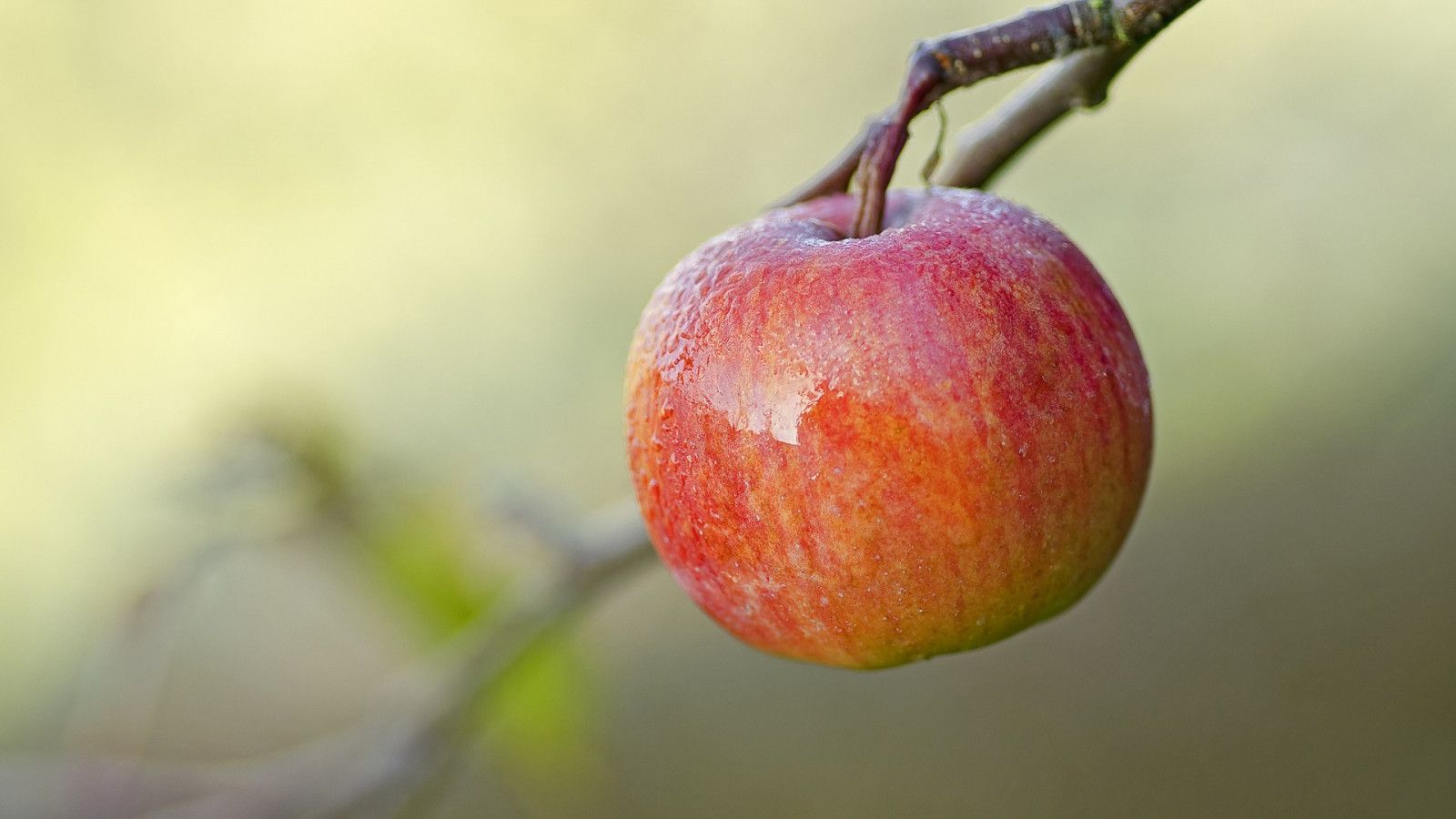 Wallpaper food, branch, fruit, apples, apple, flower, produce, land