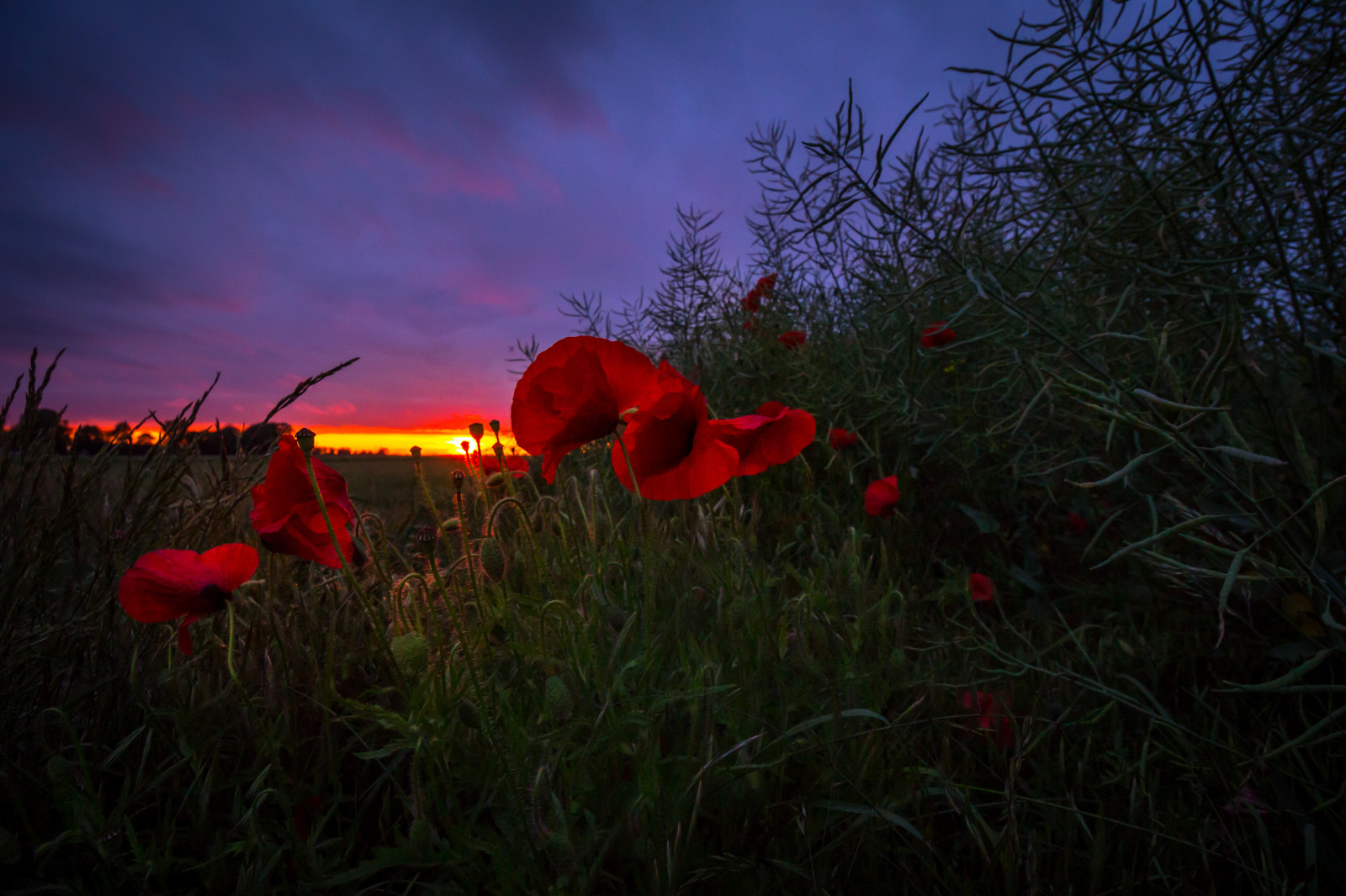 svět, květiny, světlo, západ slunce, letní, slunce, květ, Příroda, Krásná, nahoru, detailní, poslední, krajina, krajiny, Skane, zavřít, Švédsko, skvělý, rozkoš, vlčí mák, blommor, vallmo, hj rup