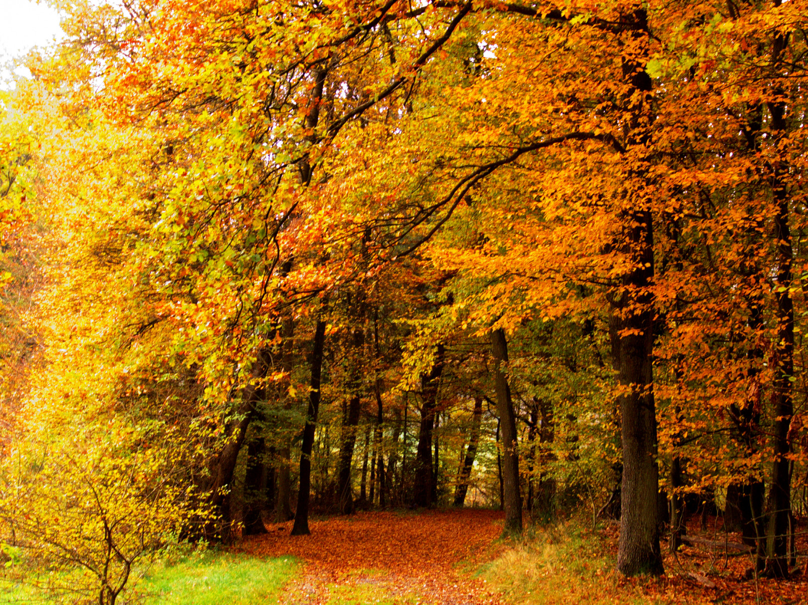slunečnímu záření, les, podzim, Příroda, Červené, dřevo, větev, žlutý, Německo, strom, podzim, list, rostlina, sezóna, cesta, forrest, naturesfinest, abigfave, Herbst, golddragon, colourartaward, citrit, onlythebestare, Oberberg, zálesí, searchthebest, háj, themoulinrouge, vob, naturewatcher, avision, místo výskytu, suchozemská rostlina, kvetoucí rostlina, dřevina, ekosystém, biome, smíšený les, opadavý, javor, jinan dvoulaločný, naturescall