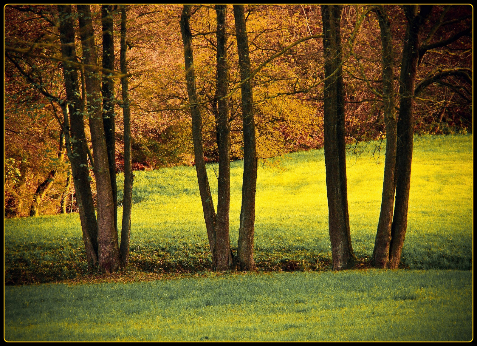 Wallpaper autumn, tree, ART, fall, grass, forest, afternoon, creative, oberberg, platinumphoto