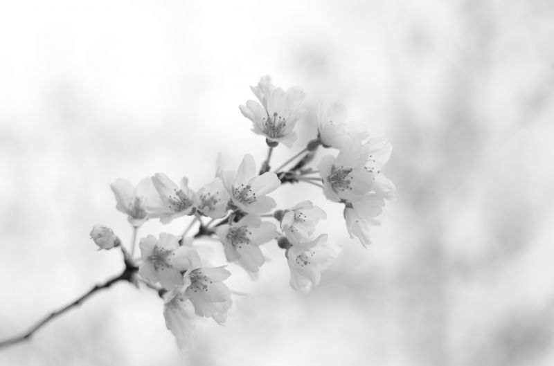 blomst, blomst, hvid, sort og hvid, afdeling, fotografi