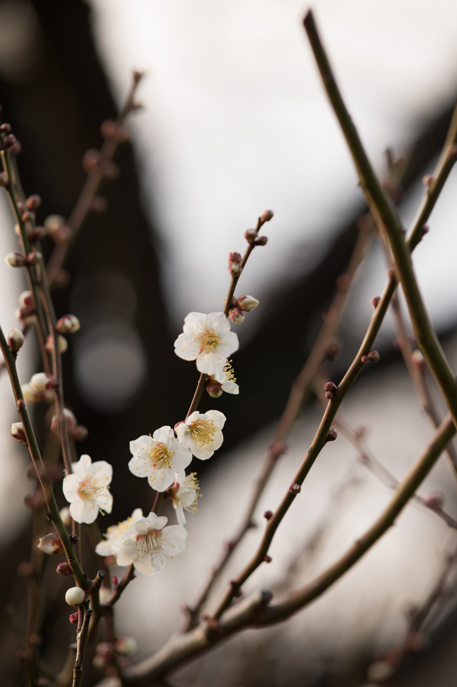 Japonsko, jídlo, zima, fotografování, větev, ovoce, Nikon, květ, jaro, Tokio, jp, strom, NIKKOR, list, květ, rostlina, sezóna, UME, flóra, afs105mmf14eed, afsnikkor105mmf14eed, df, ikegamibaien, Ikegami, japaneseapricot, větvička, vyrobit, botanika, kvetoucí rostlina, zblízka, makro fotografie, závod stonek