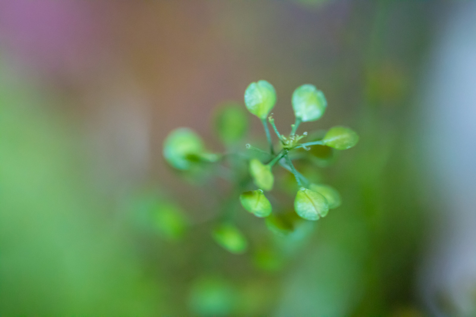 luce del sole, acqua, natura, erba, fotografia, macro, ramo, verde, rugiada, foglia, fiore, pianta, far cadere, flora, germoglio, blomma, macro, petalo, Fiore di campo, botanica, avvicinamento, fotografia macro, staminali vegetali, umidità