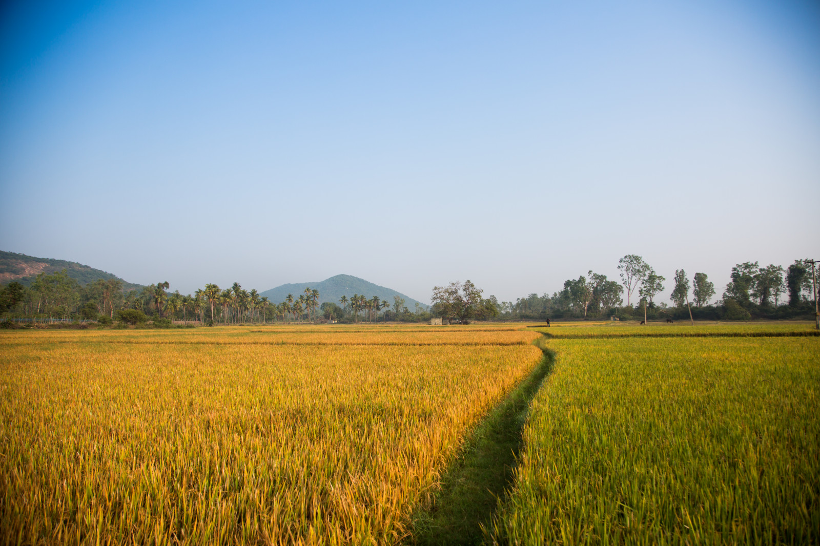 neloupané pole, pole, zemědělství, nebe, oříznutí, prostý, lučina, ráno, venkov, tráva, tráva rodina, slunečnímu záření, hospodařit, prérie, krajina, strom, louka, plantáž, horizont, zboží, kopec, sklizeň