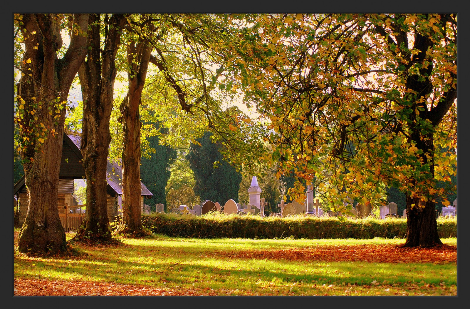 natur, blad, efterår, træ, lund, skov, vedplante, løvfældende, afdeling, tempereret løvfældende skov, sollys, græs, landskab, Skov, forår, biom, plante, theatrical scenery, gamle vækst skov