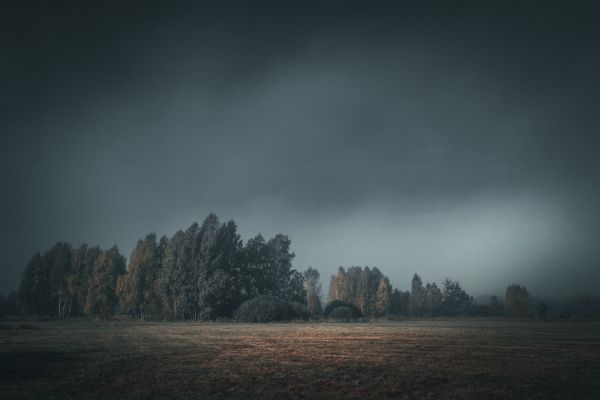 trees,forest,mist,cloudy weather,fall,photoshopped