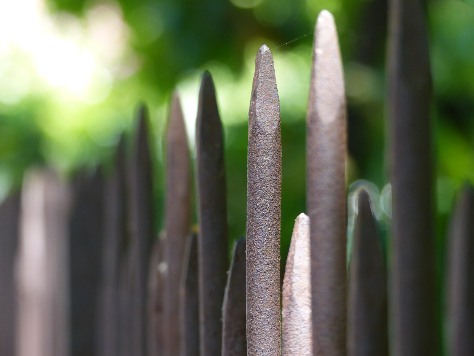 tráva, dřevo, ocel, rez, kov, plot, bokeh, zábradlí, bod, rostlina, flóra, HFF, zblízka, makro fotografie, tráva rodina, závod stonek, fencefriday