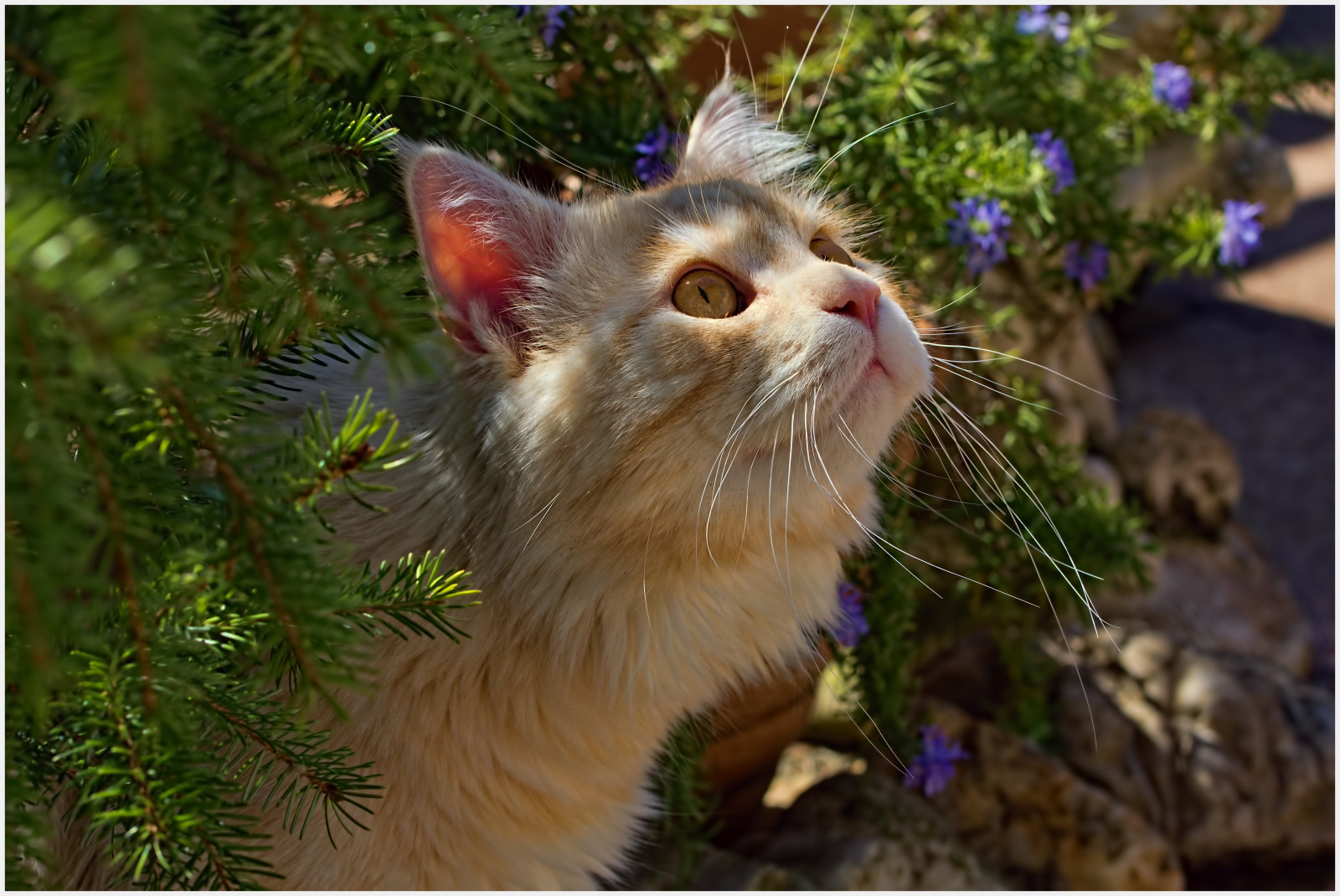 zvíře, kočka, povídat si, Linus, gato, katze, Kater, řada