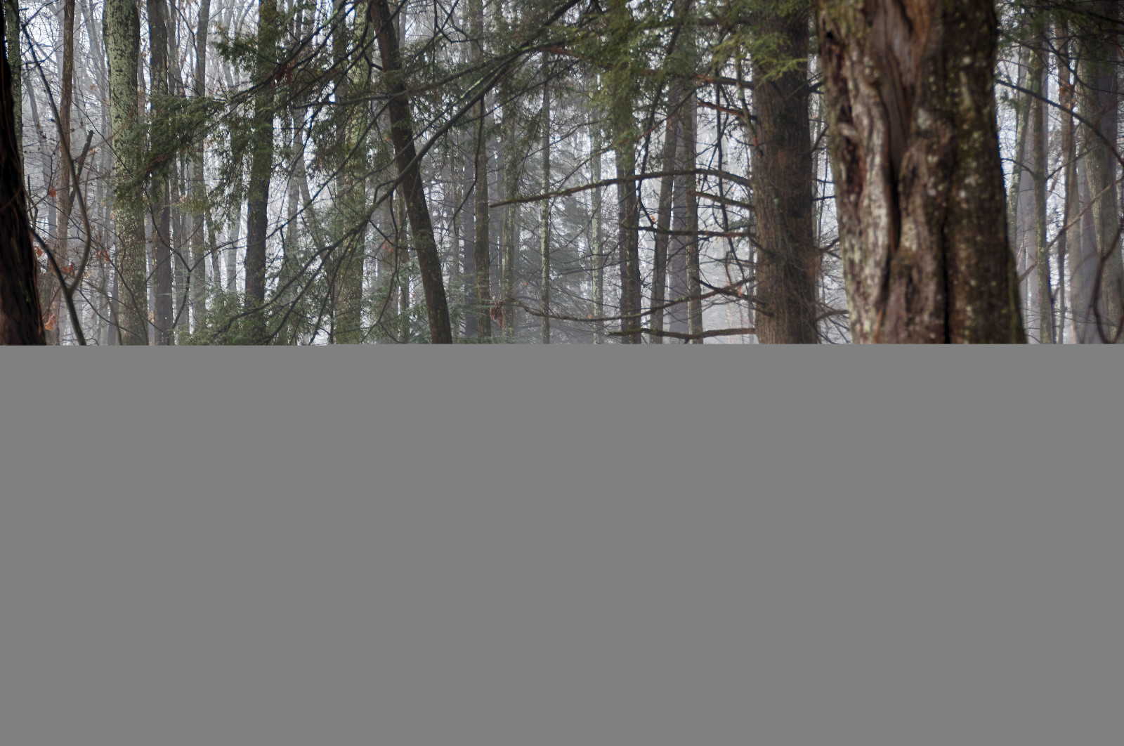 แสงแดด, ต้นไม้, แนวนอน, ป่า, ใบไม้, น้ำตก, ธรรมชาติ, ท้องฟ้า, หิมะ, ฤดูหนาว, ถนน, เมฆ, ไม้, สาขา, HDR, ดอกไม้ป่า, สี, ต้นไม้, ฤดูใบไม้ร่วง, แม่น้ำ, ฤดู, ทะเลสาบ, บ่อ, ป่าไม้, ถิ่นที่อยู่, สภาพแวดล้อมทางธรรมชาติ, ปรากฏการณ์บรรยากาศ, ไม้ยืนต้น, ระบบนิเวศ, คลังเก็บ, wildfilowers