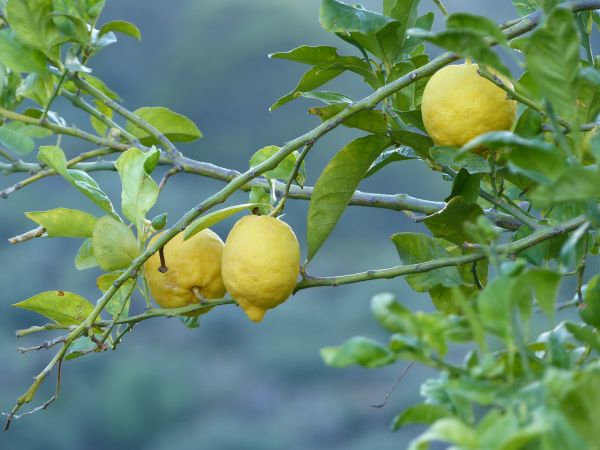 branch,lemons,fruit,tree