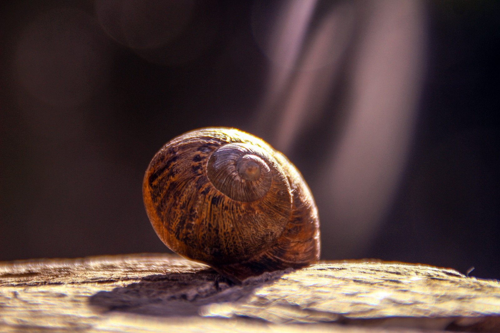 Wallpaper : food, wood, snail, light, leaf, hand, shell, produce, close ...