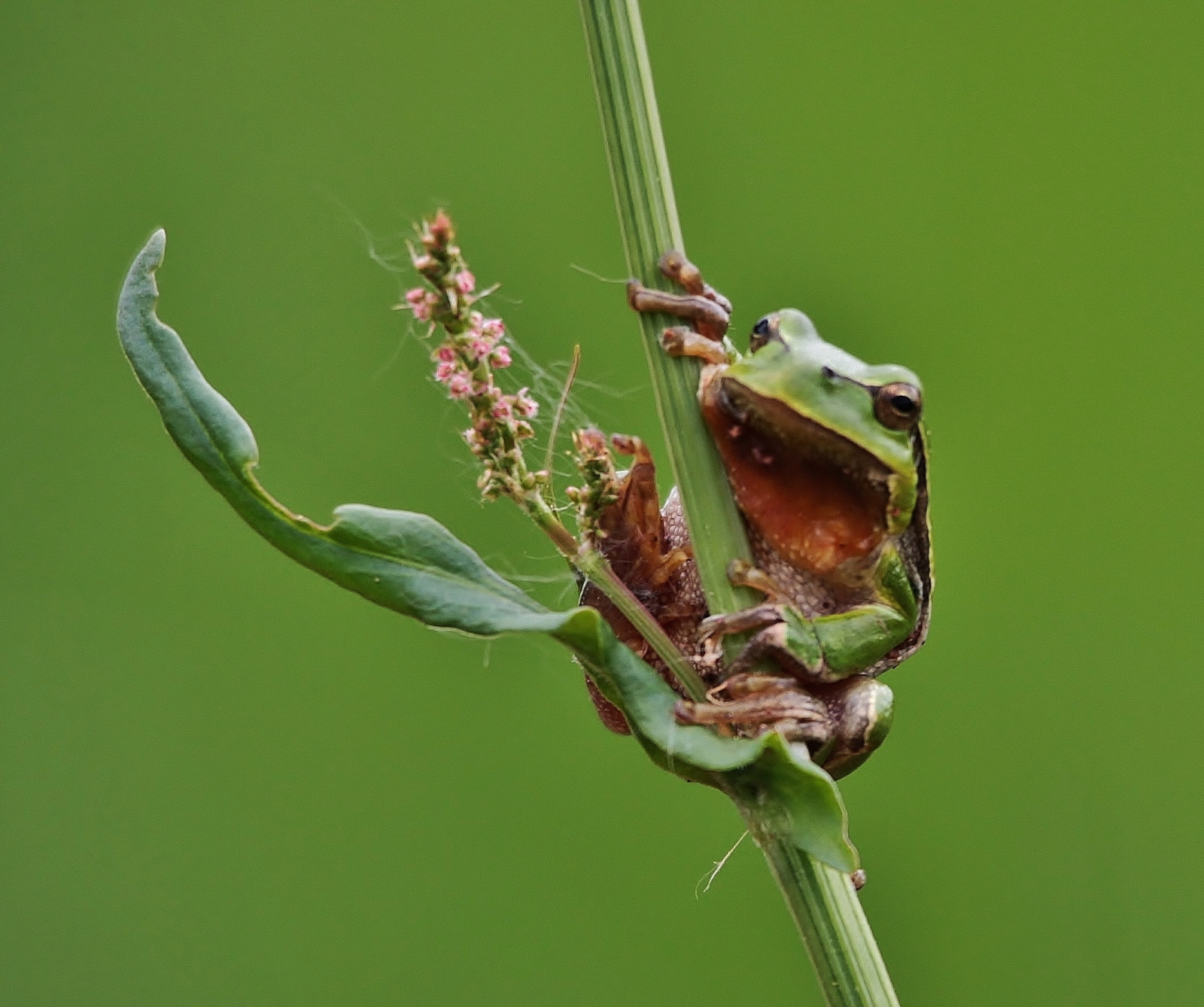 Hintergrundbilder : Grün, Frosch, Laubfrosch 2155x1803 - - 969133 ...