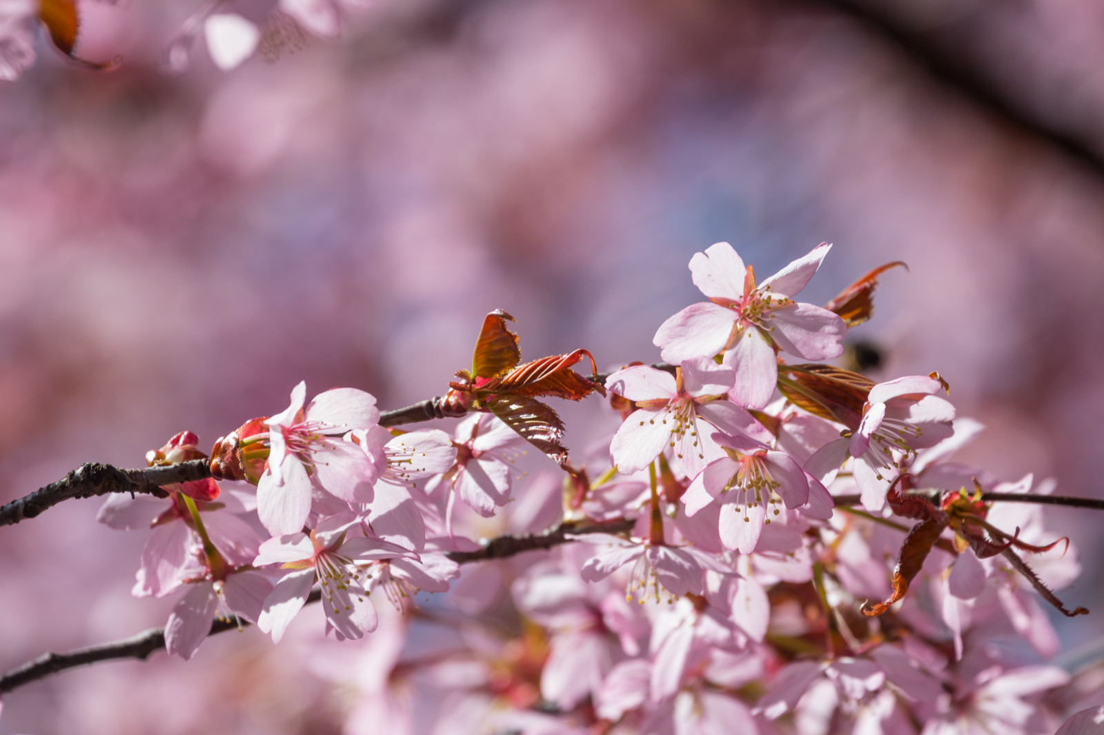 mad, afdeling, frugt, cherry blossom, blomst, lyserød, forår, blad, blomst, plante, sæson, kirsebær, flora, blomma, Trelleborg, kronblad, rosa, fremstille, botanik, jord plante, blomstrende plante, tæt på, makrofotografering