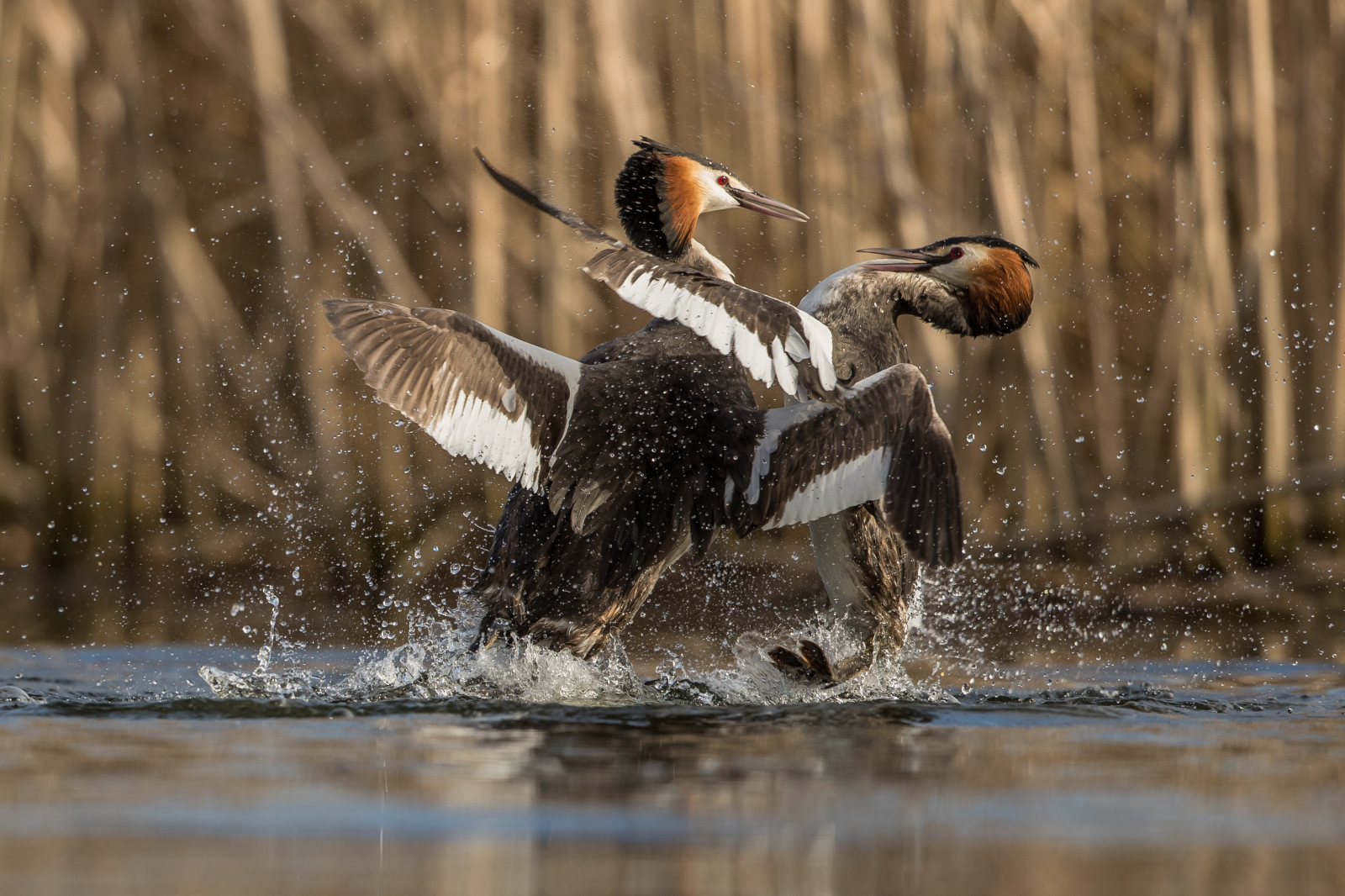 Wallpaper : wildlife, fauna, water bird, duck, ducks geese and swans ...