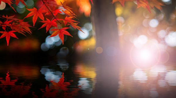 1920x1080 px,fall,leaves,maple leaves,nature,bokeh