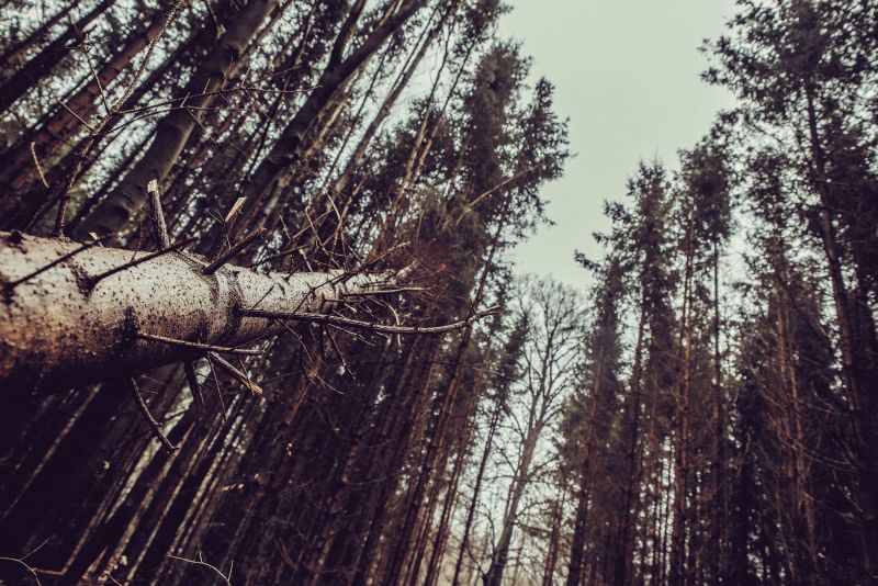 slunečnímu záření, krajina, les, Příroda, venku, sníh slunečnímu záření, krajina, les, Příroda, venku, sníh