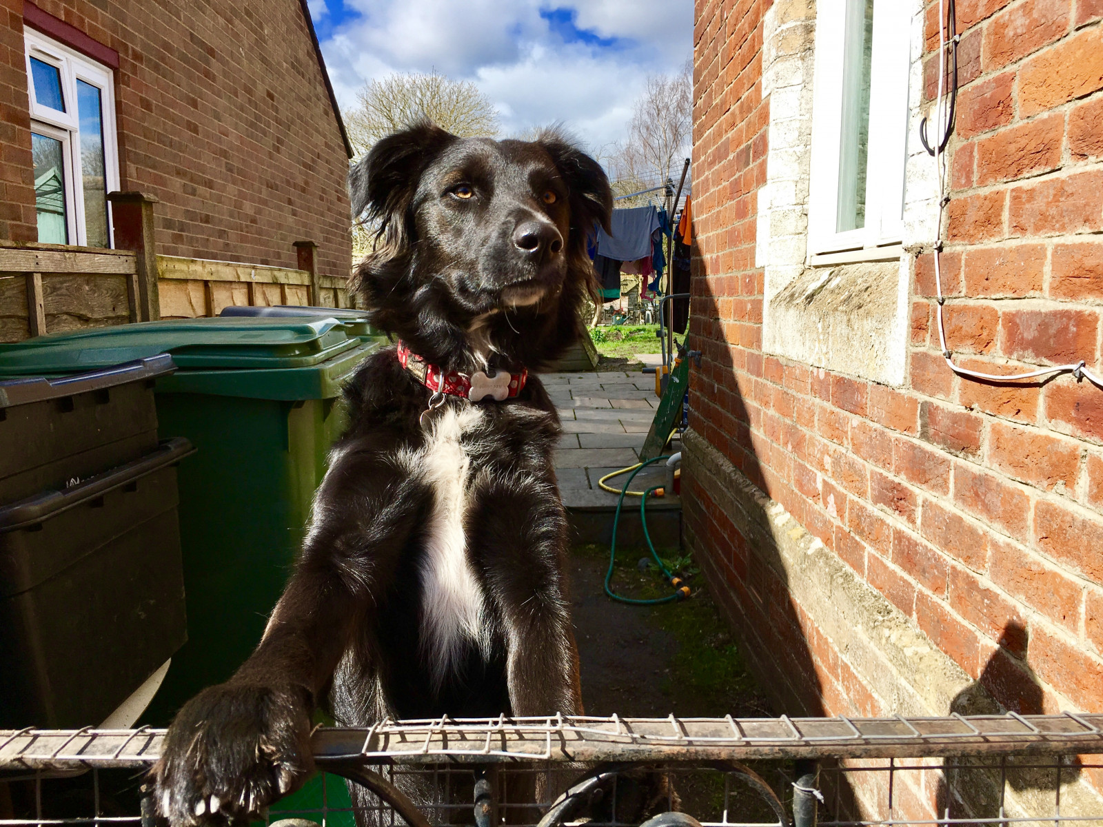 cihlový dům, zahrada, modrý, zelená, Černá, roztomilý, dítě, jaro, Sluneční svit, domácí zvíře, zvíře, Pes, štěně
