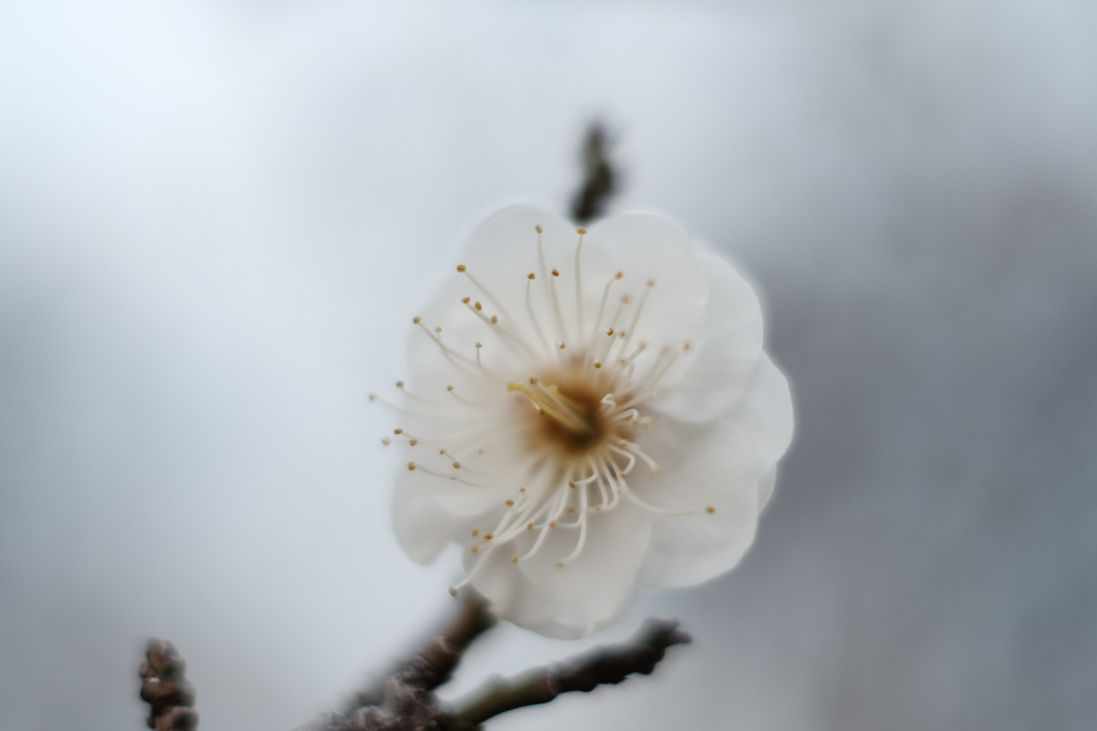 bílý, sníh, fotografování, větev, květ, Tokio, Fujifilm, květ, rostlina, dlaň, flóra, okvětní lístek, Fujinon, ikegamibaien, xf35mmf14r, classicchrome, x, xf35mm, XT1, mcex, mcex11, Černý a bílý, suchozemská rostlina, kvetoucí rostlina, zblízka, makro fotografie, závod stonek