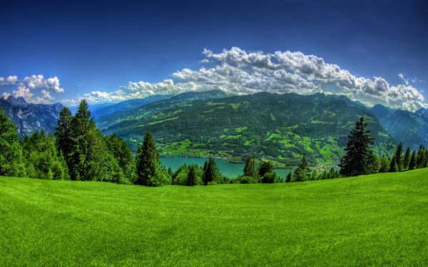 sunlight, landscape, forest, hill, nature, grass