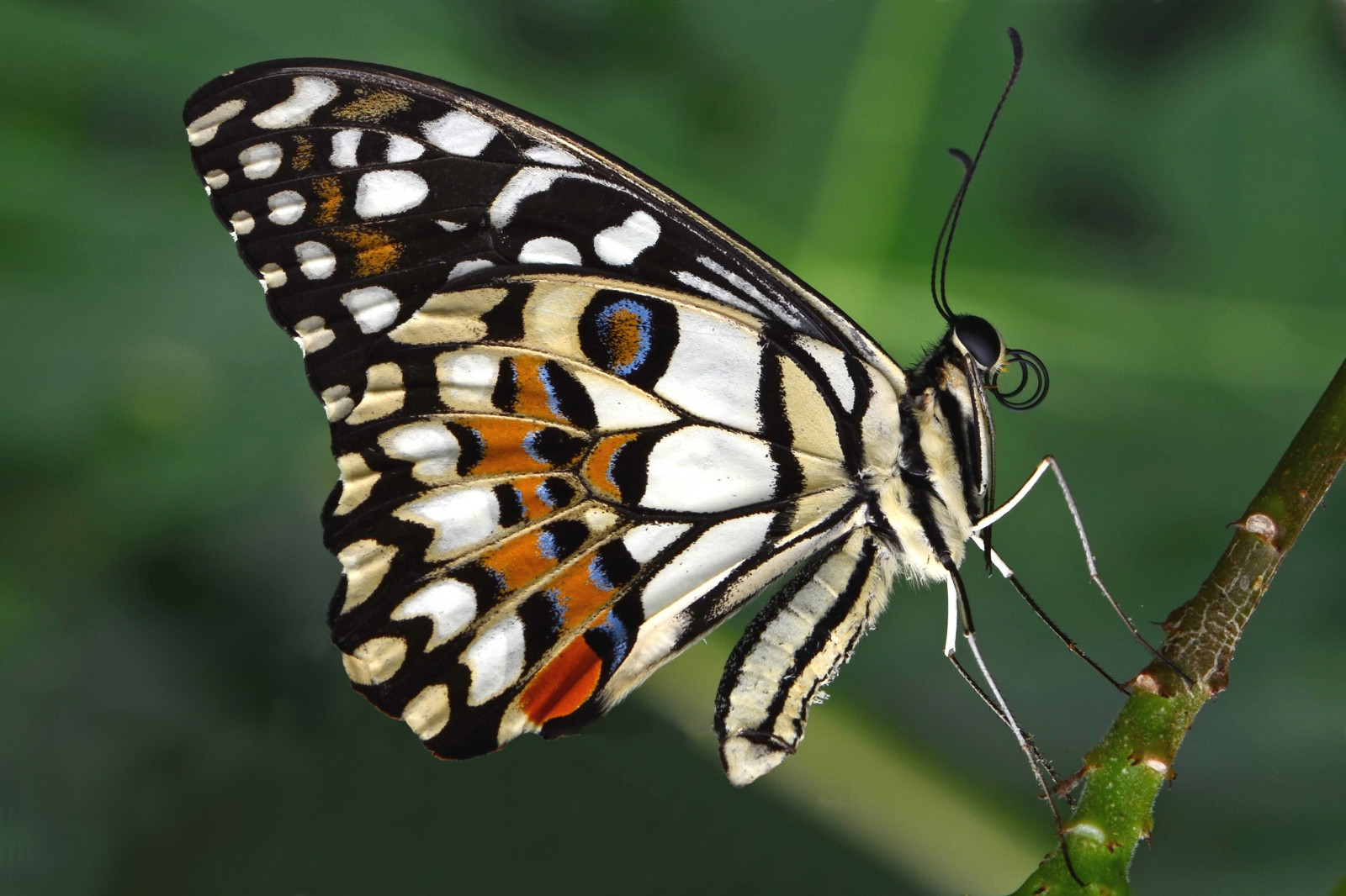 makro, motýl, hmyz, Volně žijících živočichů, Nikon, mol, micro, mensen, D5100, makro fotografie, bezobratlý, členovců, organismus, opylovači, můry a motýli, lycaenid, motýl monarcha, Pieridae, rene, štětec footed motýl, Papilio, Demoleus