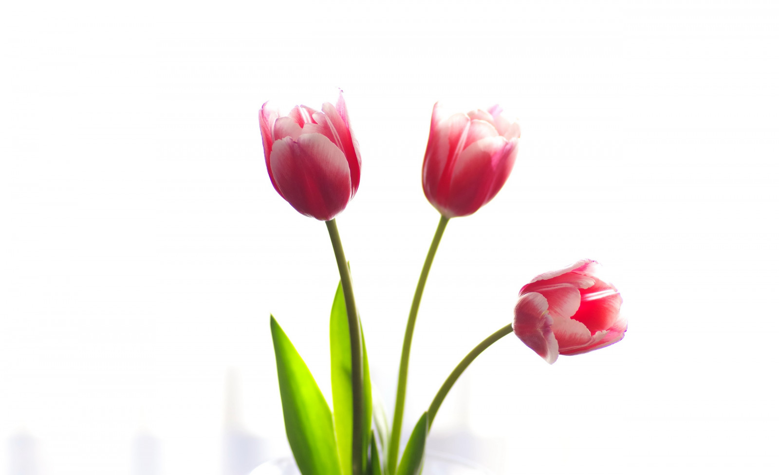 Fondos de pantalla : Minimalismo, Flores, Tulipanes ...