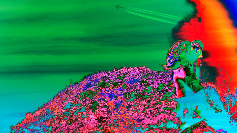 foglia, organismo, verde, cielo, sfondo del computer, fiore foglia, organismo, verde, cielo, sfondo del computer, fiore