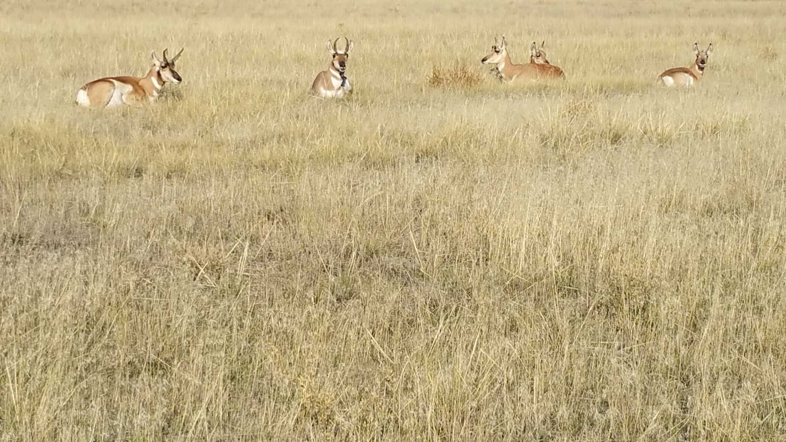 สหรัฐอเมริกา, ทารก, ศิลปะ, ธรรมชาติ, ยังไม่แปร, Montana, สหรัฐ, ศิลปะ, ห้า, สัตว์ป่า, Madison, ละมั่ง, อเมริกาเหนือ, เทือกเขาร็อกกี้, ทุ่งหญ้า, ที่ราบ, เหรียญ, ไม่มีการตัดต่อ, นอนลง, pronghorn, yellowgrass, nofilters, noadjustments, straightoffthecamera, samsunggalaxynote4