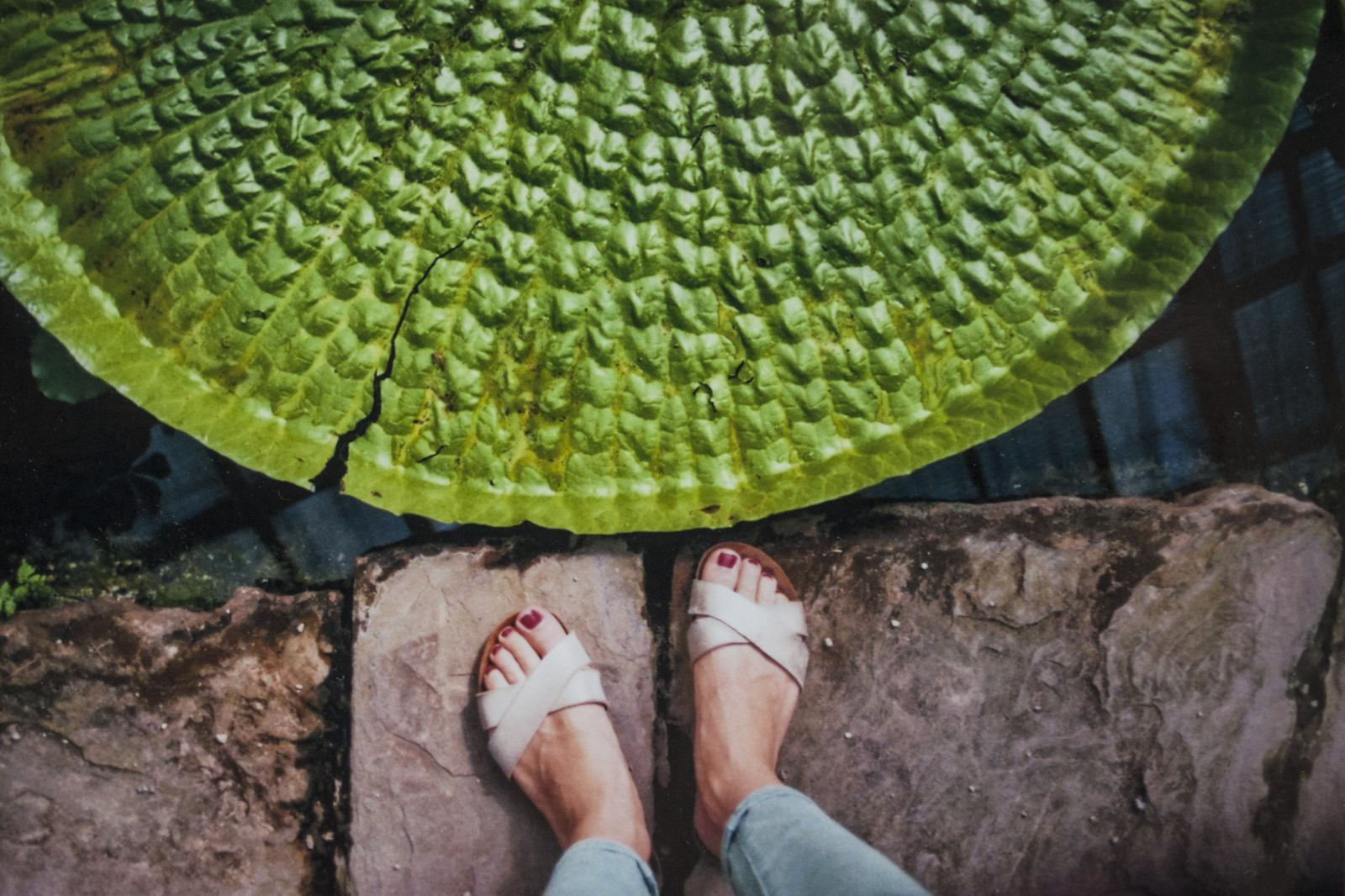acqua, erba, verde, in casa, piedi, Nikon, pietra, grano, Kodak, Vittoria, serra, Karlsruhe, albero, foglia, pianta, colore, analogico, Ninfea, film, giardino botanico, se stesso, punto di vista, grana della pellicola, nikonf3, Birdseyeview, Kodakfarbwelt200, Nikkor35mmf28
