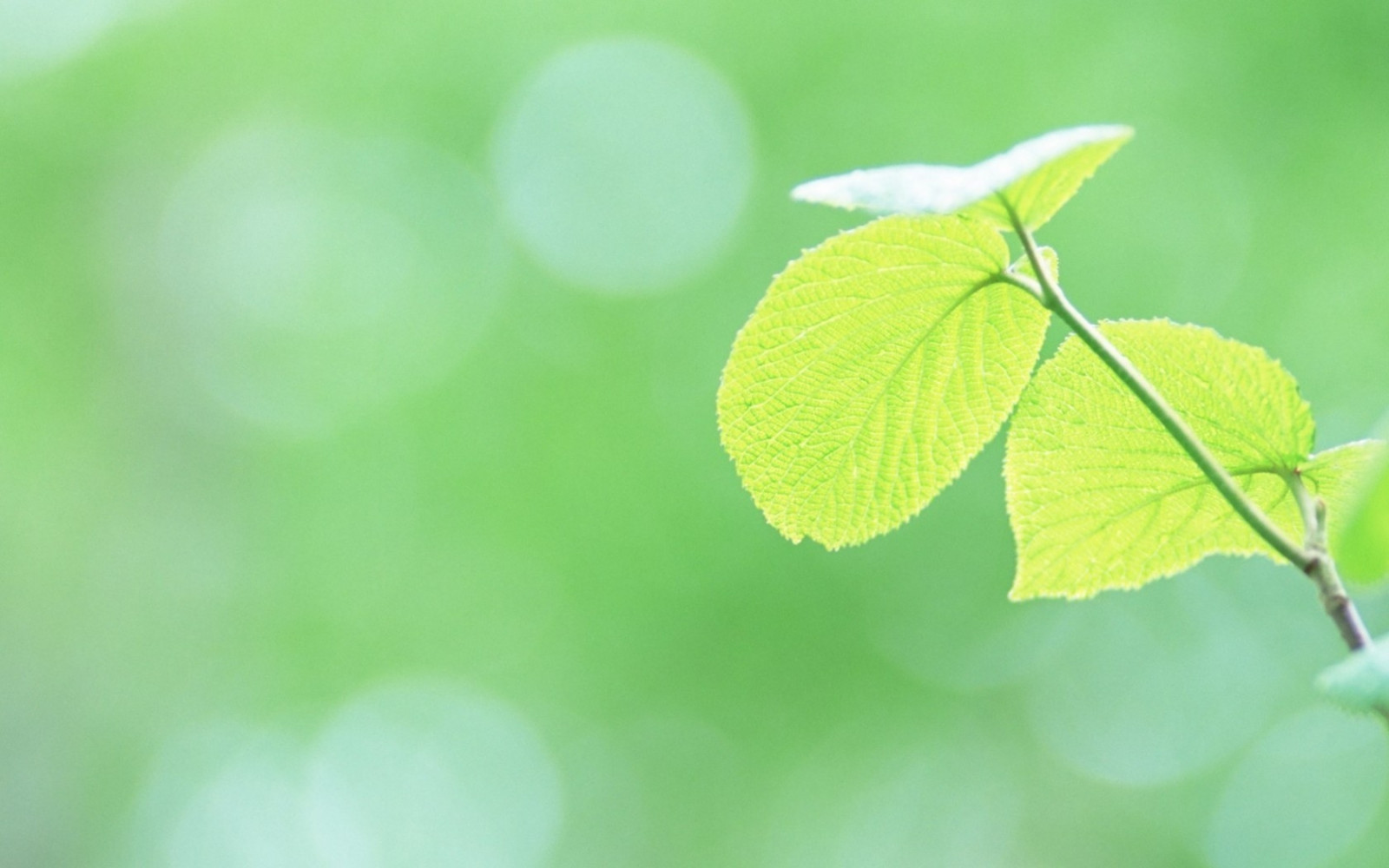 zonlicht, bladeren, natuur, planten, fotografie, tak, groen, geel, boom, blad, bloem, fabriek, flora, takken, bloemblad, produceren, landplant, bloeiende plant, detailopname, macrofotografie, plantenstengel