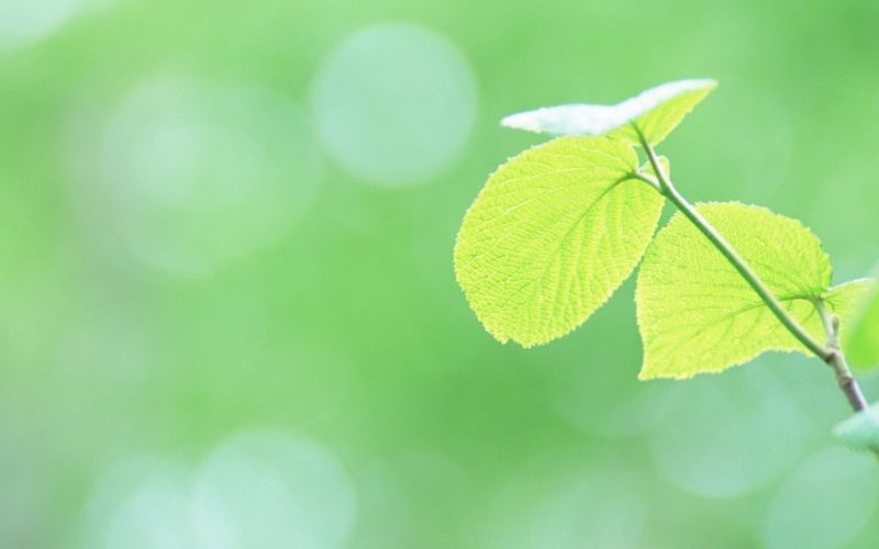 sunlight, leaves, nature, plants, photography, branch sunlight, leaves, nature, plants, photography, branch