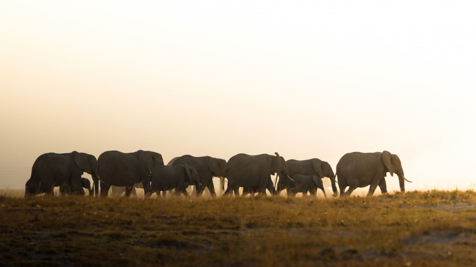 elefant, Amboseli, national, parkere, amboselinationalpark, Amboselli, Kenya, Safari, baggrundsbelyst, baggrundsbelysning, gradueret, filter, Canon, 70d, ef, 100400, f4556l, er, USM, Afrika, fotografi, Foto, wildlifewednesday, beginnerdigitalphotographychallengewinner, worldelephantday