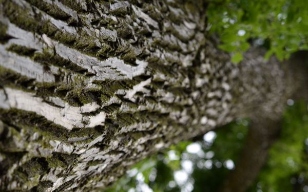 bề mặt,Thân cây,cây,Vỏ cây,Vĩ mô