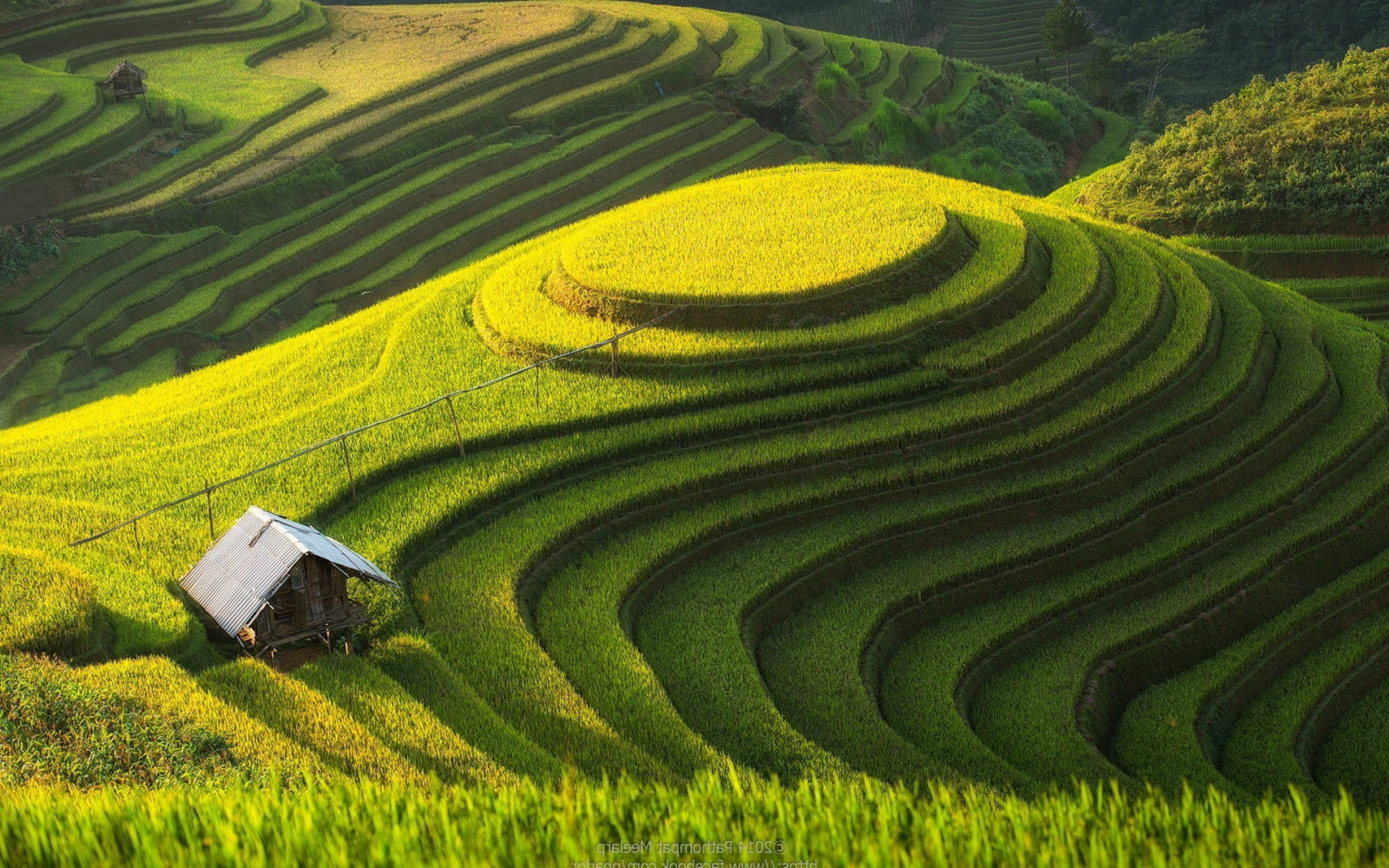 krajina, kopec, Příroda, tráva, pole, zelená, bludiště, plošina, list, květ, lučina, rostlina, terasa, zemědělství, louka, plantáž, prostý, 1920x1200 px, trávník, oříznutí, půda, venkov, ekosystém, tráva rodina, neloupané pole