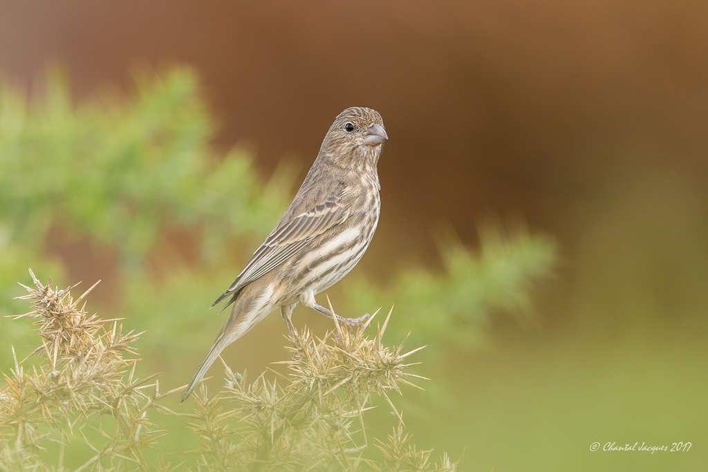Příroda, větev, Volně žijících živočichů, bokeh, zobák, Vrabec, hloubka pole, pták, pěnkava, Skřivan, fauna, prérie, prohlížení pták, obratlovců, zblízka, Lejskovití, Emberizidae, střízlík, okoun, housefinch, divoký a volný, femalehousefinch, vrabec, strnad zahradní