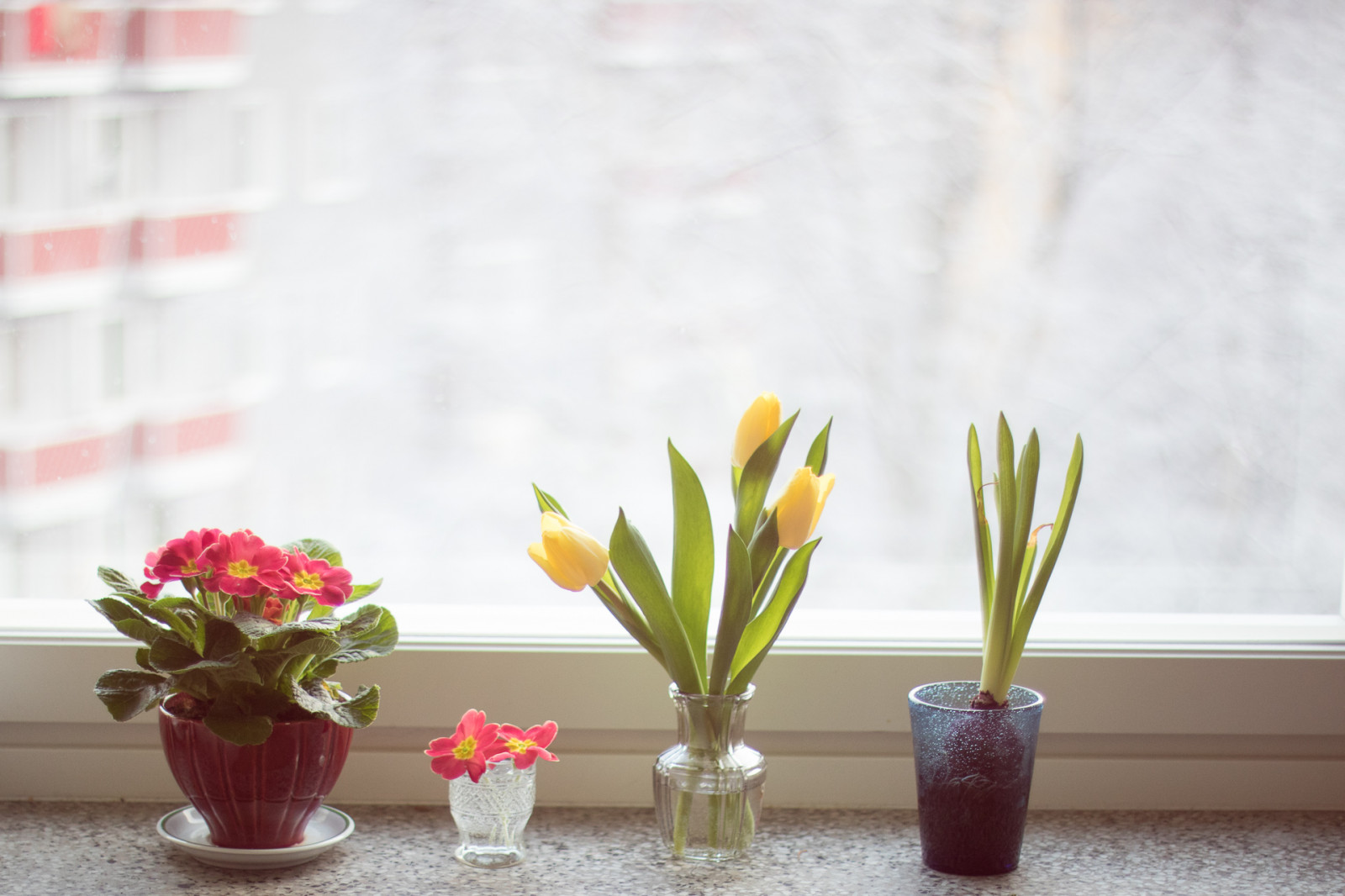Wallpaper flowers, bythewindow, window, windowsill, stilllife, winter