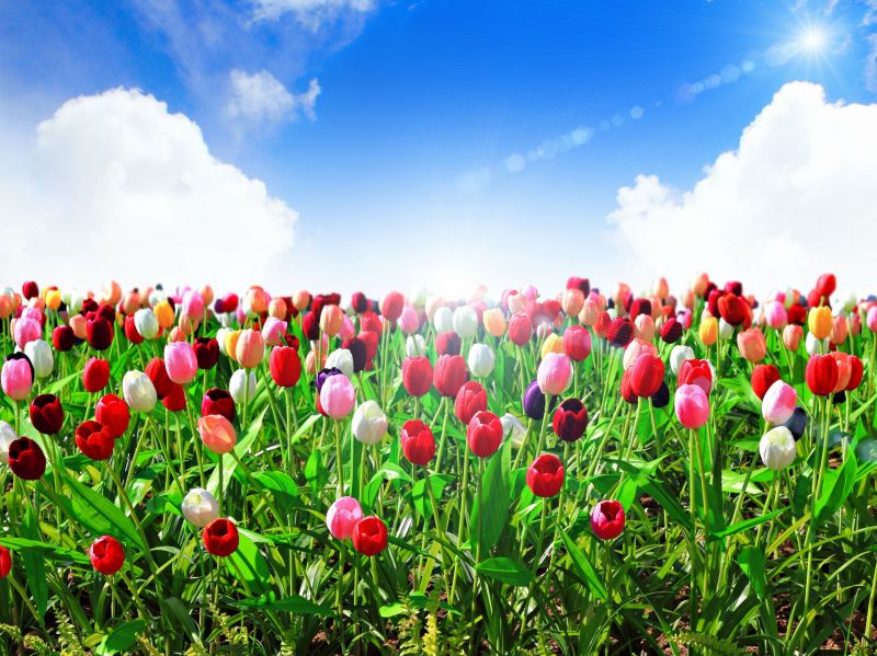 2560x1919 px,kukat,of,meri,taivas,tulppaanit