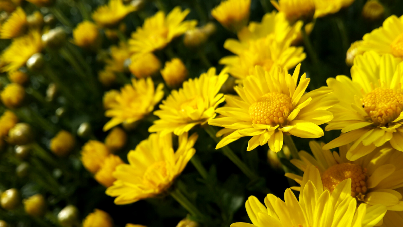 květiny, květ, zelená, Krásná, žlutý, fotografie, Lístky