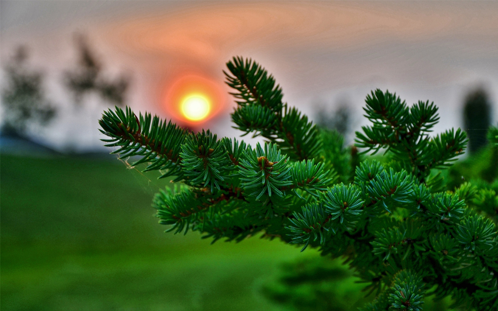 Fondos de pantalla rama, verde, Sol, picea, Agujas, abeto, conífera