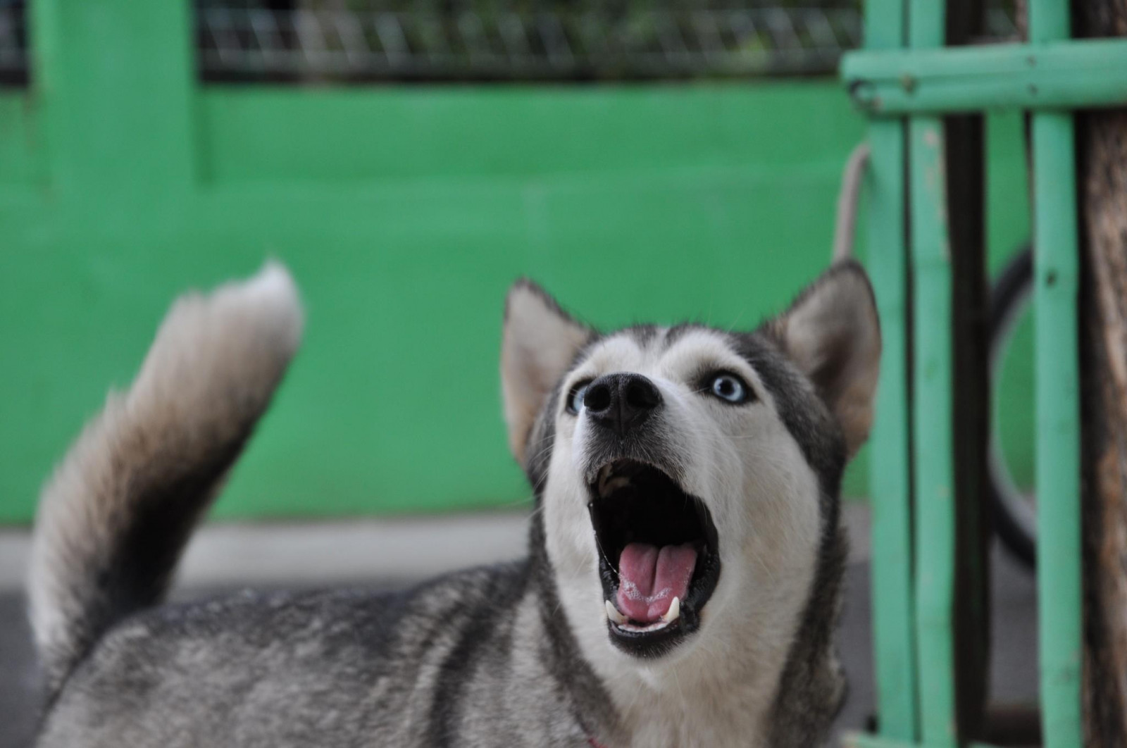 สัตว์, หมา, ไซบีเรียนฮัสกี, Alaskan Malamute, ลูกสุนัข, สัตว์เลี้ยงลูกด้วยนม, สัตว์มีกระดูกสันหลัง, Wolfdog, สุนัขชอบเลี้ยงลูกด้วยนม, กลุ่มสายพันธุ์สุนัข, สุนัขลากเลื่อน, สุนัขถนน, ที่พักพิงสัตว์