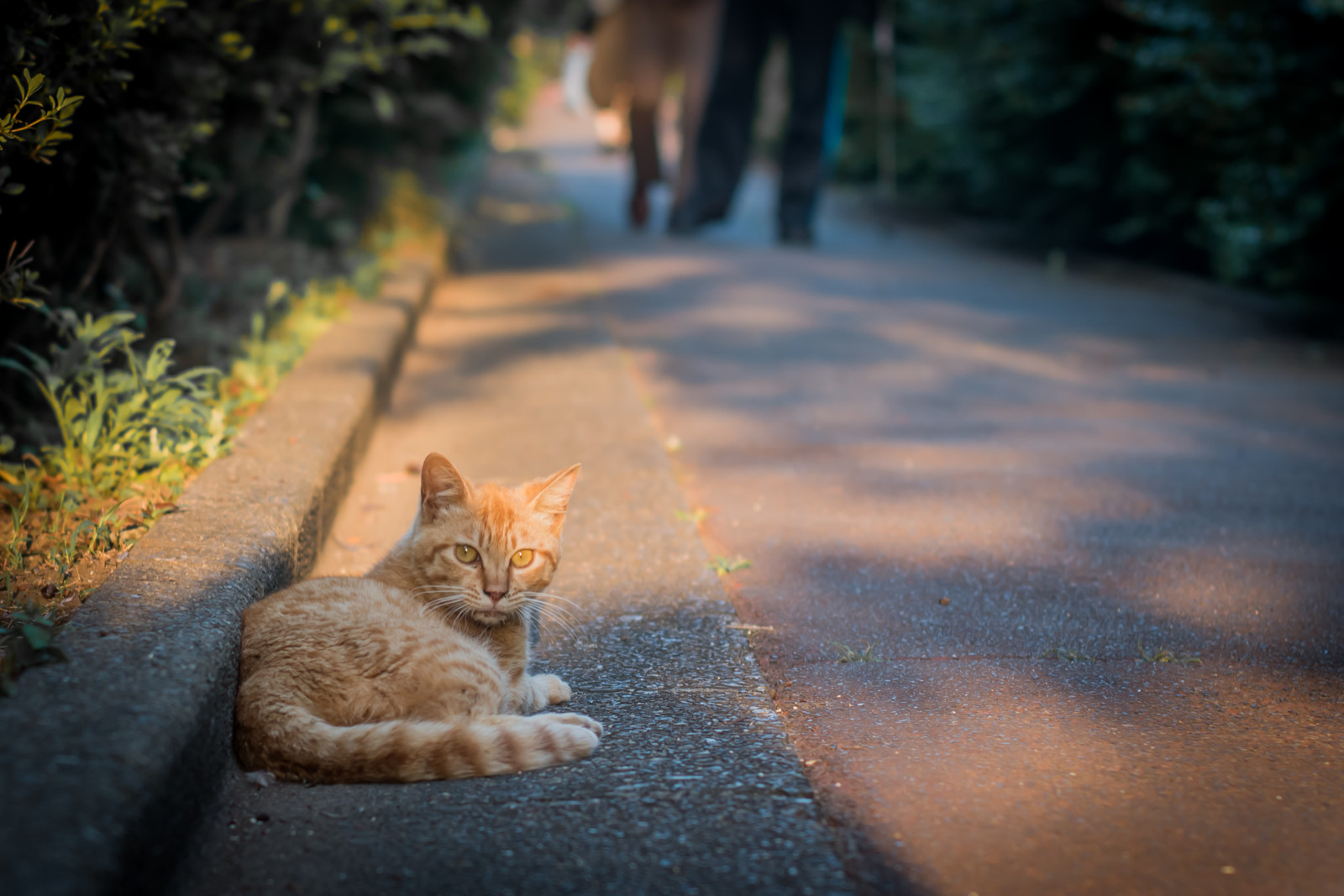 Japonsko, slunečnímu záření, kočka, ráno, Tokio, Panasonic, F14, barva, NIKKOR, 50mm, podzim, list, Setagaya, savec, kočka jako savci, malé až středně velké kočky, chicaco11, Městská krajina, Dmcgx7